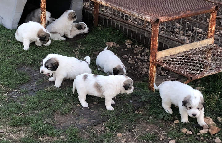 Great Pyrenees Puppies